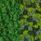 moss vertical garden
